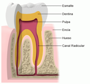 diente y sus partes